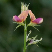 Alysicarpus bupleurifolius (L.) DC.